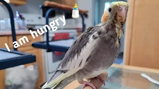 5 week old baby cockatiel hungry sounds spoon feeding baby cockatiel