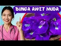 Download Lagu VOORDELEN EN GEVAREN VAN VLINDERBLOEMEN VOOR DE GEZONDHEID | dr. Emasuperr