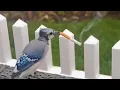 Download Lagu UNUSUAL MEMES COMPILATION V319