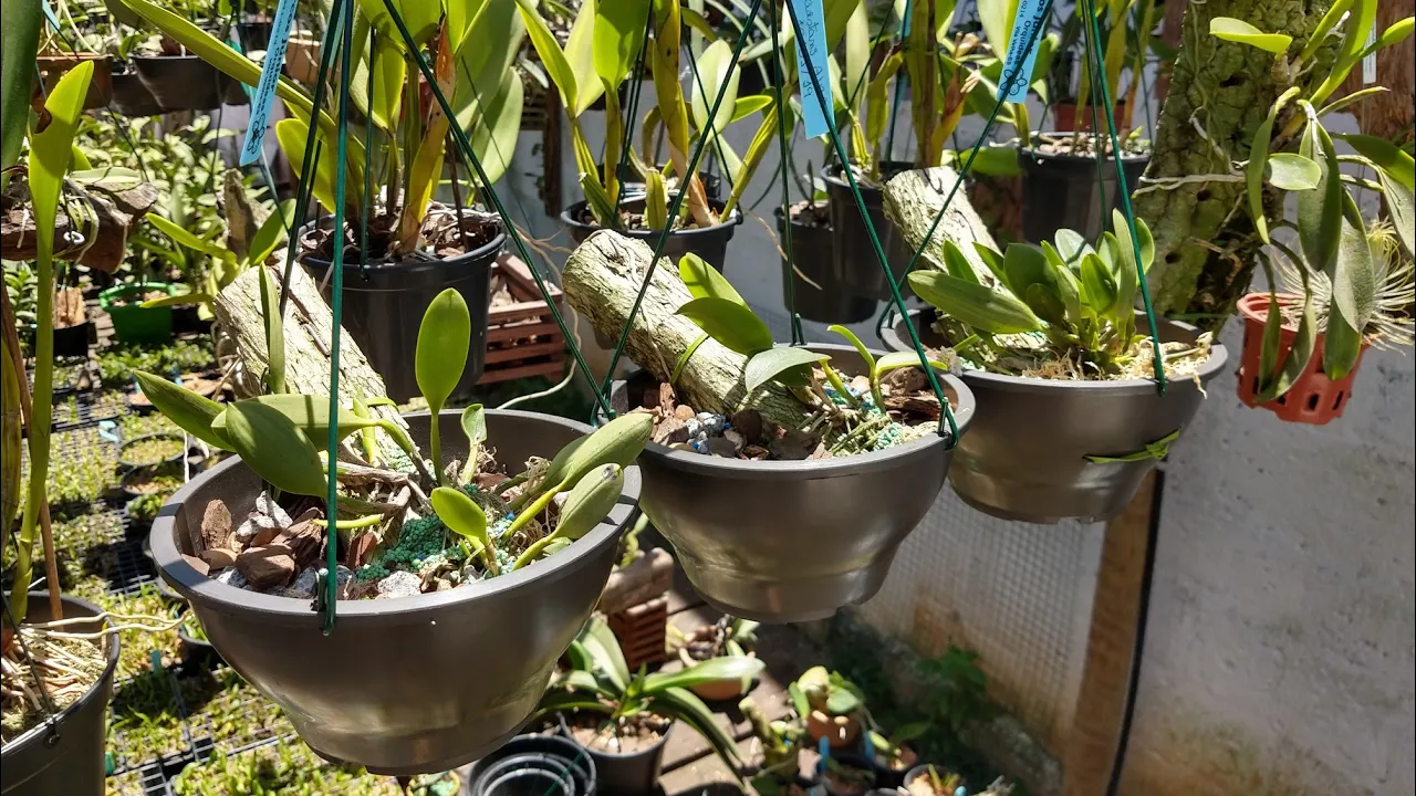 COMO PLANTAR ORQUÍDEAS 1