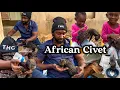 Lagu Domesticating A Wild Animal - African Civet - Ep1