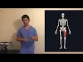 BEFORE YOU SQUAT, Understand the ANATOMY Behind it! (What Muscles Squats Actually Work)