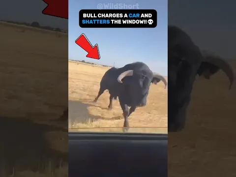 💥This Is Why Bulls Are So Dangerous