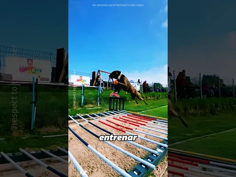 Este perro falló en su primera competencia de salto de altura.#shorts