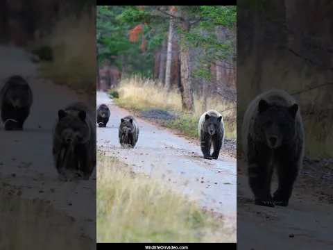 Grizzly Mum Poe and Her Cubs are still Roaming