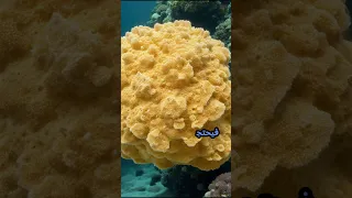 حيوان الاسفنج البحري Sea Sponge 