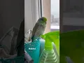 Lagu #parrot #birds #papagal #pets #papagei #funny #funnyparrot #pacificparrotlet #forpus