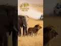 Download Lagu Nature’s Warning! The True Kings’ Revenge Is Shocking — The Lion and Elephant’s Wrath