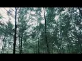 Download Lagu Safira Inema Dj apakah itu cinta