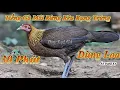 Download Lagu Tiếng Gà Mái Rừng Gọi Trống l Rụng Cả Trứng l Dùng Loa l 30 Phút