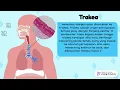Download Lagu 1 organ pernapasan manusia