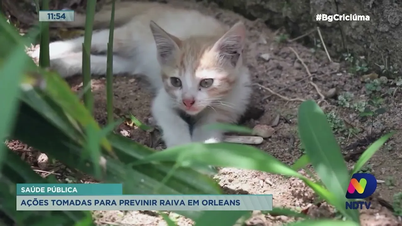 Orleans anuncia ações para prevenir raiva em Orleans