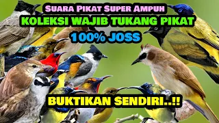 amazing bird calls suara pikat ampuh trucuk ribut vs kutilang sutra 01 01 2023 anakdesakicau