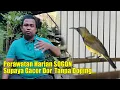 PERAWATAN BURUNG SOGOK ONTONG AGAR CEPAT GACOR || RAWATAN HARIAN SOGON BAHAN