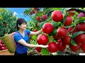 Download Lagu Ly Trieu Ca: Harvesting sweet giant seedless plum - How to grow and cook best traditional recipe