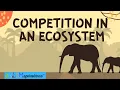 Competition in an Ecosystem Mutualism Intraspecific Interspecific Relationships