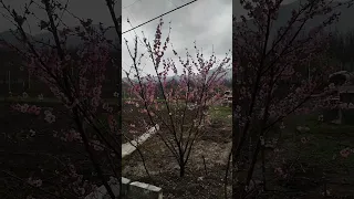 ناصررزازی ناسرـرەزازی بهار طبیعت 