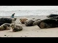 (1)ENCHANTING GREY SEAL-COLONY @ HORSEY BAY¬NORFOLK