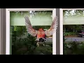 WindowAlert UV Decals