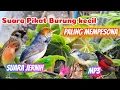 Download Lagu SUARA PIKAT BURUNG KECIL SANGAT AMPUH DAN MEMPESONA ANTI ZONK MP3 SUARA JERNIH