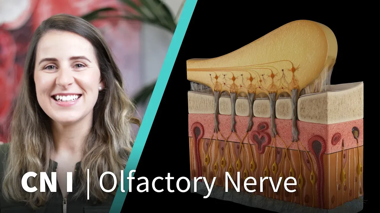 Anatomy Dissected: Cranial Nerve I (olfactory nerve)