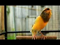 Lagu Suara kenari gacor durasi panjang, Masteran Kenari cengkok mewah ngalun cocok untuk pancingan 101