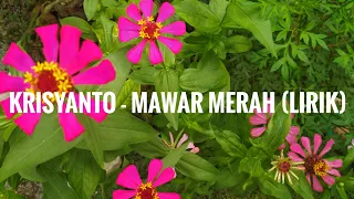krisyanto mawar merah lyrik 