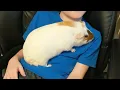 Massive Guinea Pig
