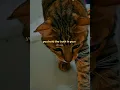 Download Lagu Be yourself #LifeLessons #Caaldidi #Ucin #StrayCat