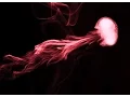 Jellyfish Vape Trick Tutorial The Force field