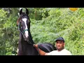 Stallion Ram - full free run of Indian marwari stallion