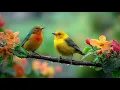 Download Lagu Soft music soothes the nervous system and soothes the soul 🌿 Music heals the heart and blood| No Ads