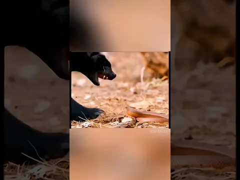 🐍 Honey Badger’s Revenge! 💥