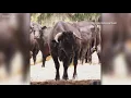 Download Lagu 'Buddy' the Beefalo gets a new lease on life in his Florida sanctuary home