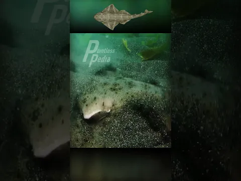 Angel Shark The Invisible Hunter