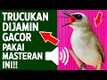 Download Lagu Masteran trucukan gacor ngalas tarung ropel paling bagus untuk pancingan trucukan agar bunyi nyaut