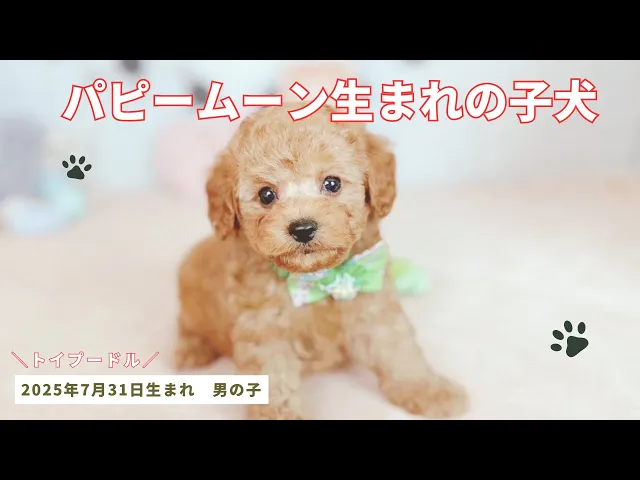動画