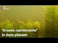 Download Lagu Tienhovense Plassen raken overwoekerd met exotische plant | RTV Utrecht