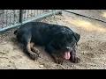 Kobe love dirt