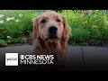 How the spirit of the Hortman family s dog lives on through nonprofit Helping Paws