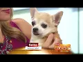 How To Adopt A Dog From The Nevada SPCA