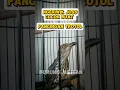 Download Lagu CUCAK KELING COCOK BUAT PANCINGAN TROTOL #shorts #trending #viral #shortvideo #cucakkeling