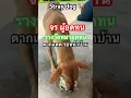 Download Lagu Stray dog #thailand #dogs #shorts