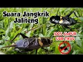 Download Lagu Suara Jangkrik Pengusir Tikus Paling Ampuh | Tikus Langsung Kabur