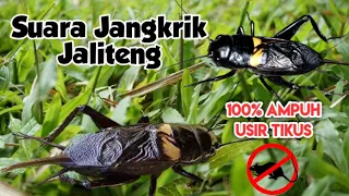 suara jangkrik pengusir tikus paling ampuh tikus langsung kabur