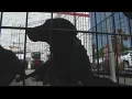 All About Animals pet adoptions