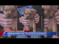 Search continues for stolen puppy from the Lynchburg Humane Society