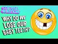 Why Do We Lose Our Baby Teeth COLOSSAL QUESTIONS