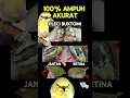 Download Lagu Ciri ciri pleci buxtoni jantan dan betina 100% akurat #pleci #plecibuxtomi