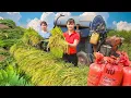Download Lagu Nhất (My Bushcraft) Comes to Help Harvest Rice – A Hard Working Day | Phuong Harvest Life